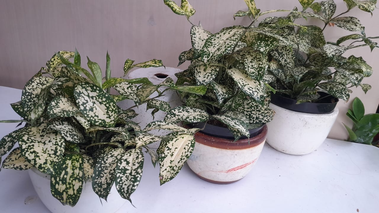 tanaman dracena florida