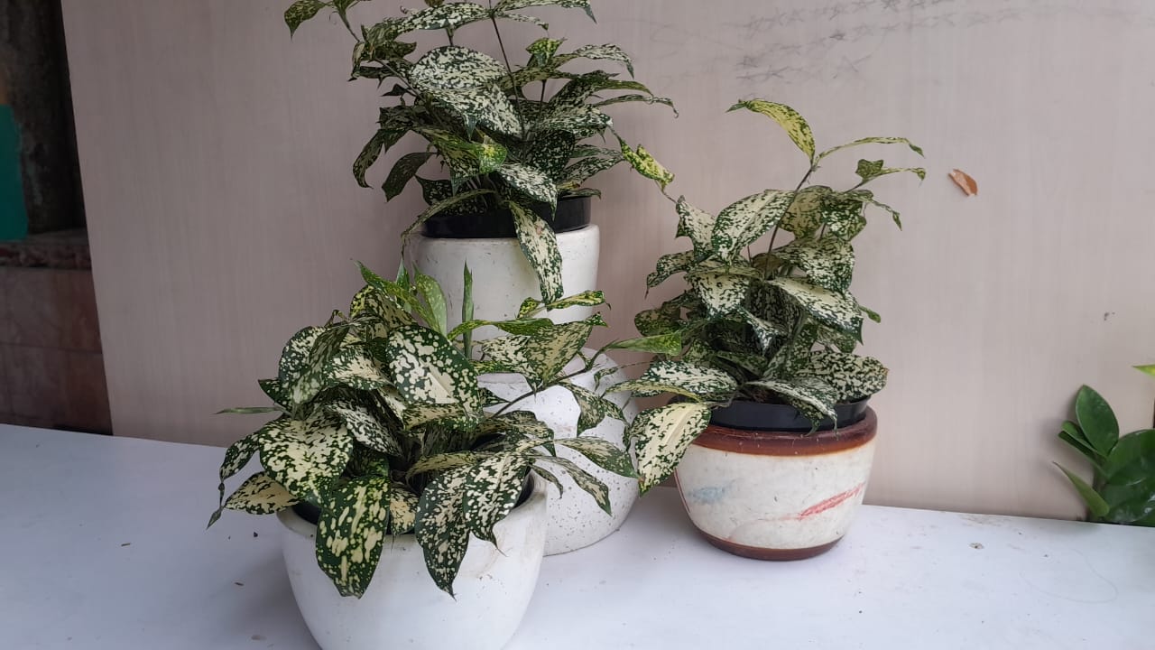table plant florida