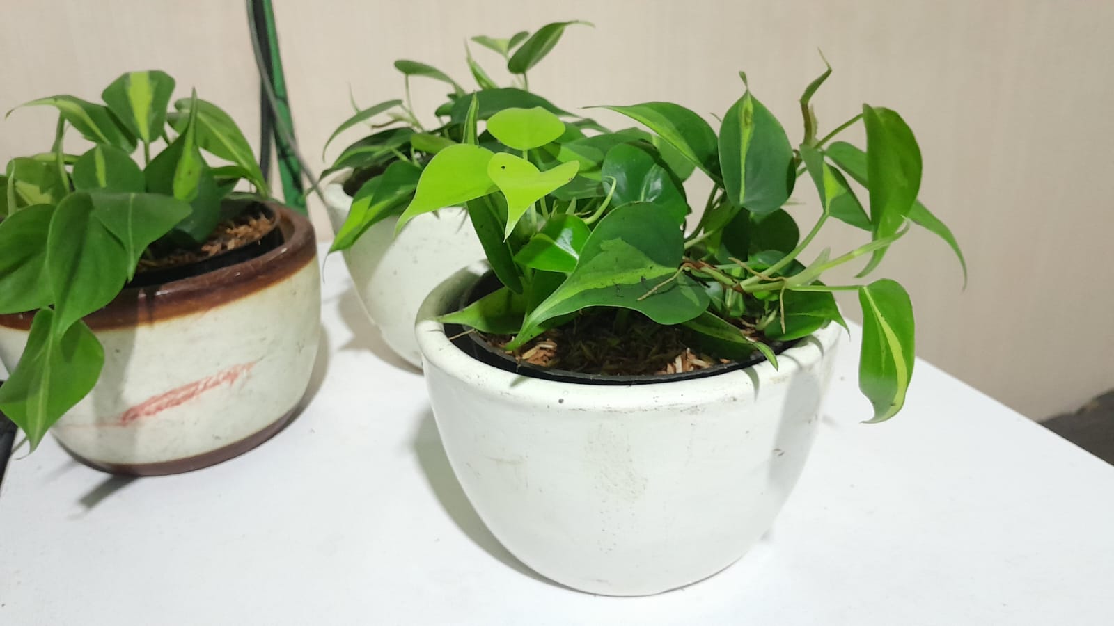 SIRIH BRASIL HEARTLEAF VARIGATHA