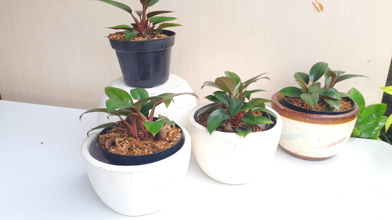 PHILLODENDRON RED CONGO