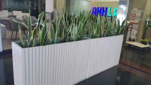 planter box tanaman sansivera