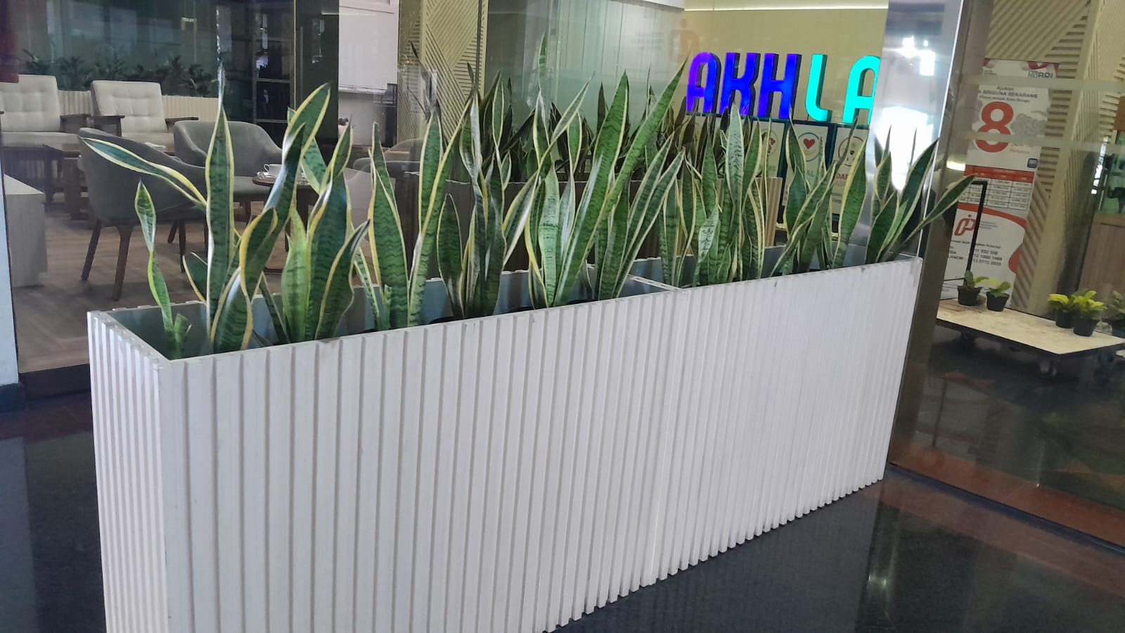 PLANTER BOX TANAMAN SANSIVERA