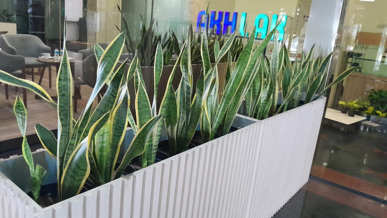 sansivera di planter box