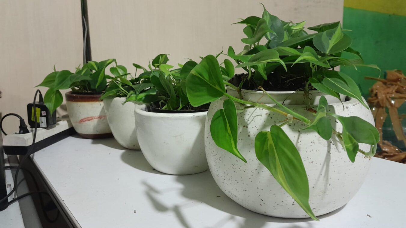 sirih brasil heartleaf varigatha