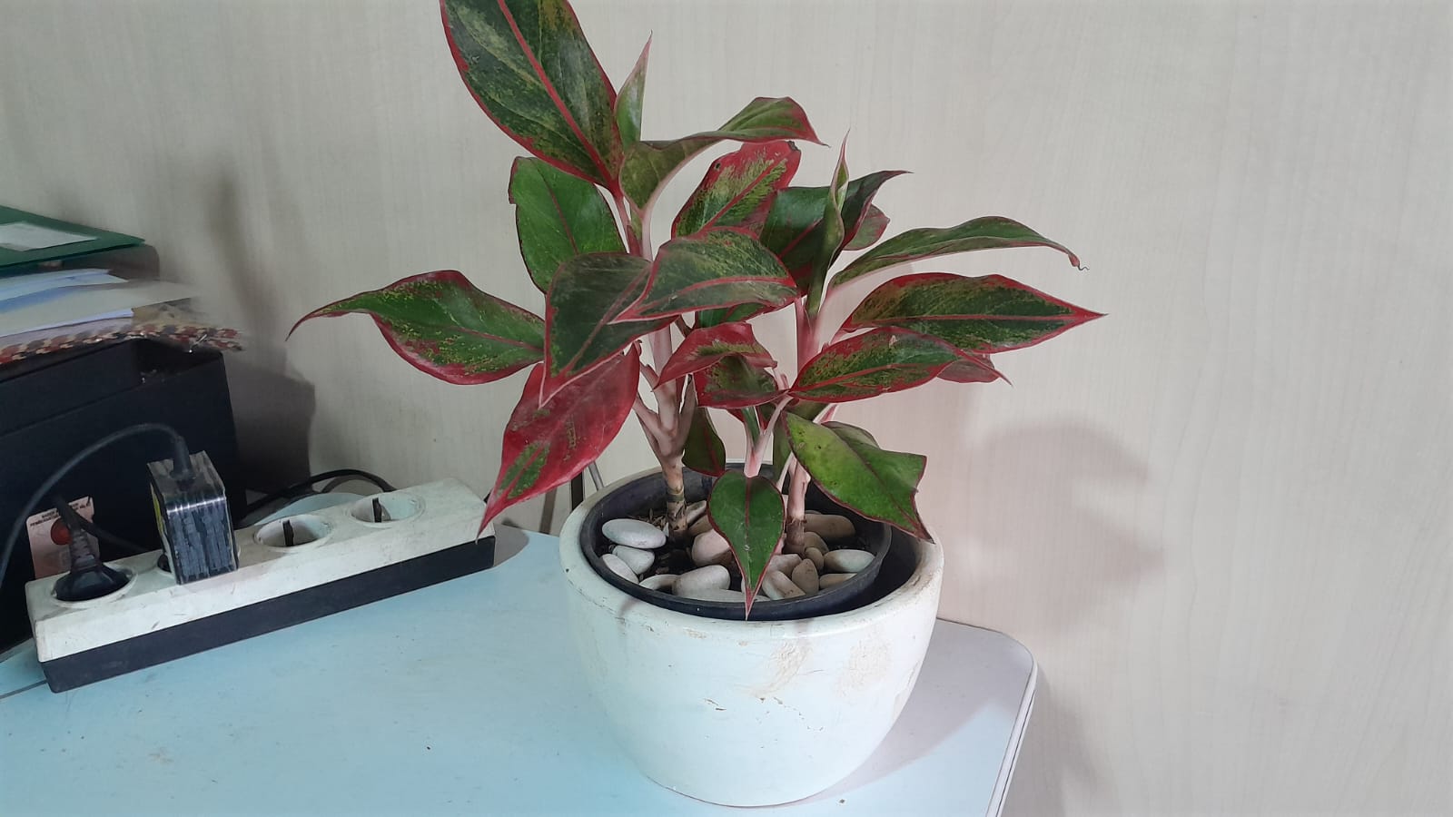 TABLE PLANT AGLONEMA LIPSTIK