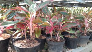 table plant aglonema lipstik