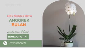 anggrek meja recepsionist