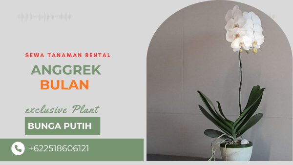 anggrek meja recepsionist