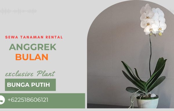ANGGREK MEJA RECEPSIONIST