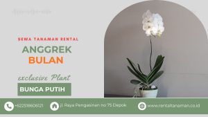 anggrek dekorasi meja recepsionist