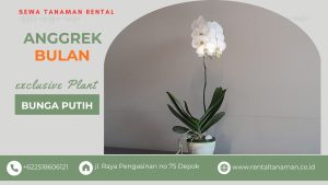 anggrek dekorasi meja receipsionist