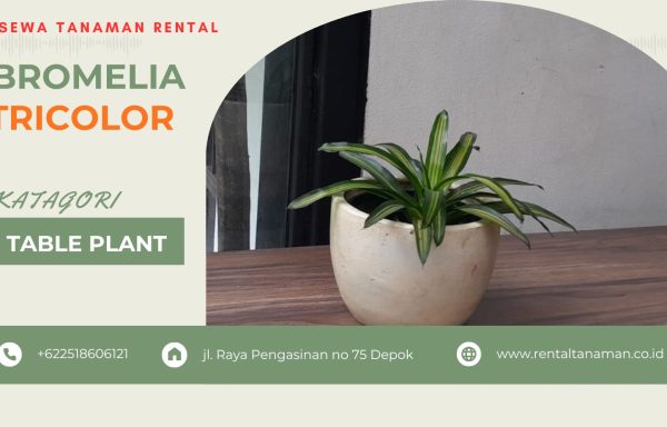 BROMELIA TRICOLOR
