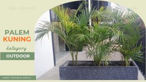 PALEM KUNING OUTDOOR