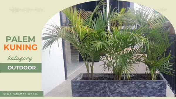 PALEM KUNING OUTDOOR