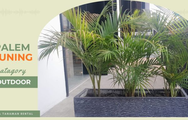 PALEM KUNING OUTDOOR
