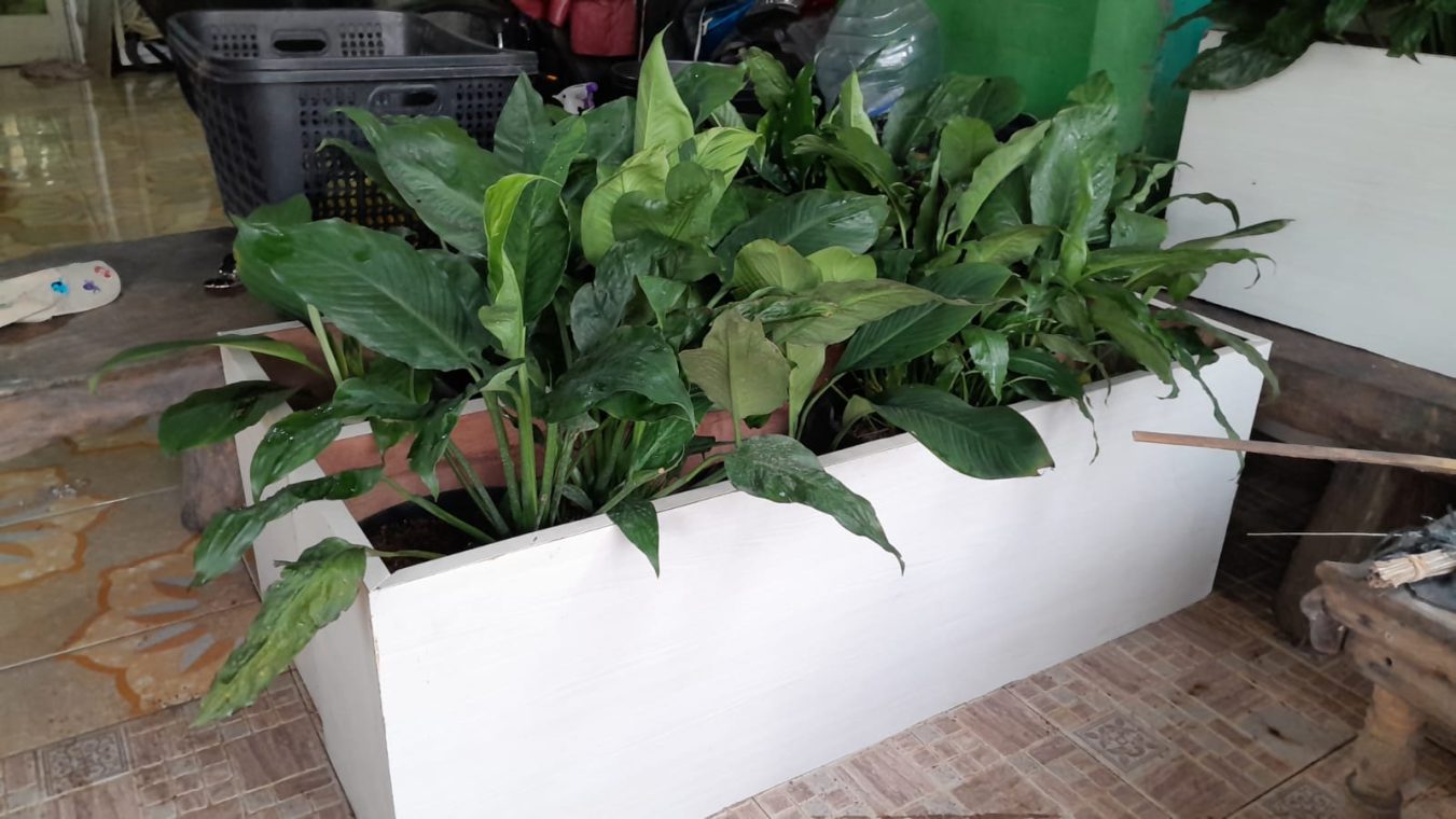 peace lily
