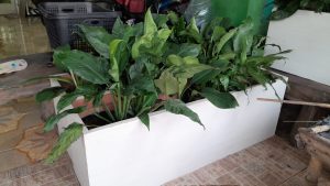 peace lily