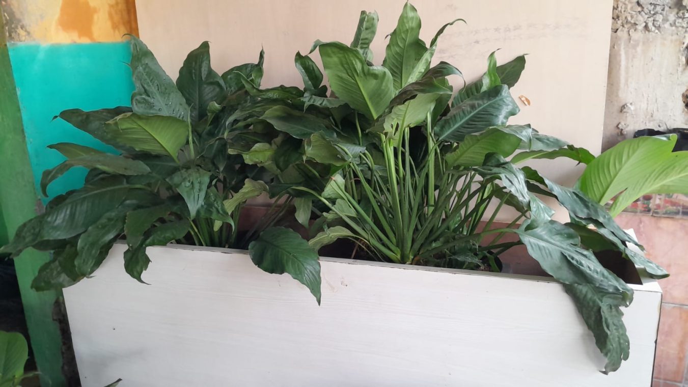 peace lily