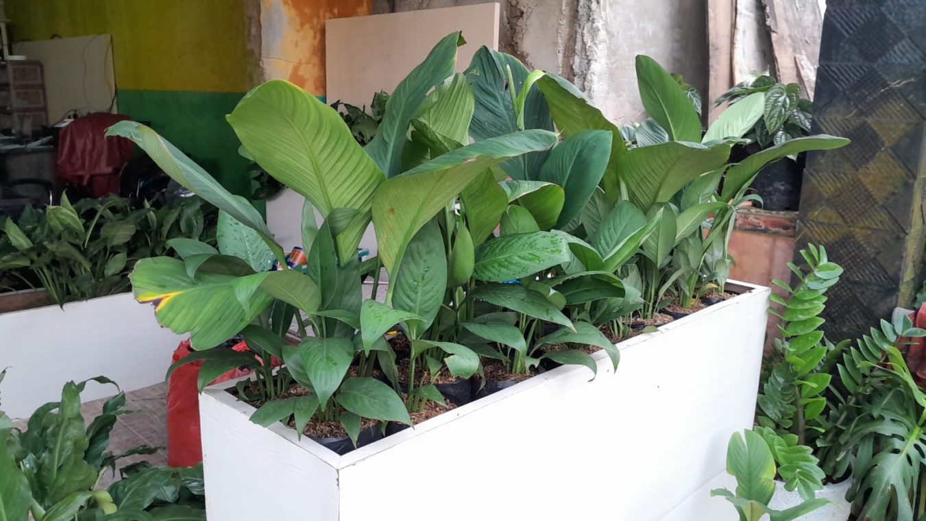peace lily