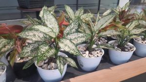 sewa aglonema snow white
