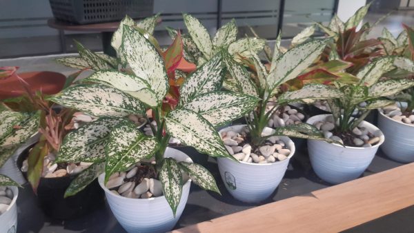 sewa aglonema snow white