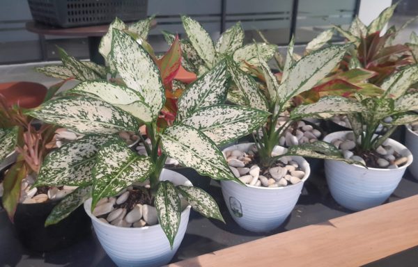 SEWA AGLONEMA SNOW WHITE
