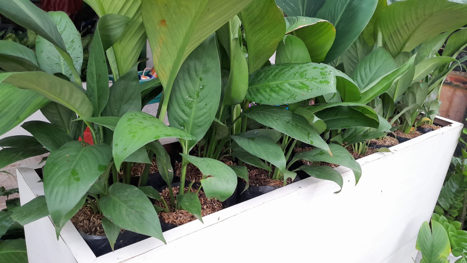 SPHATYPHILLUM PEACE LILY