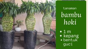 bambu hoki guci
