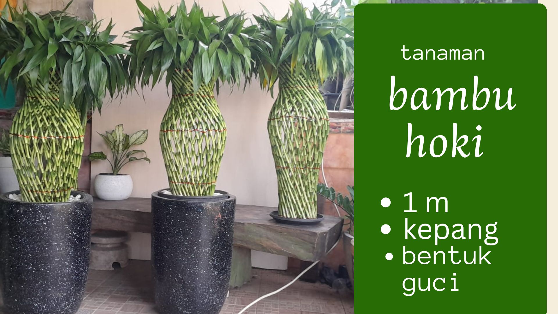 BAMBU HOKI GUCI