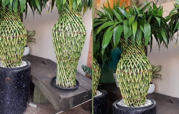 BAMBU HOKY BENTUK GUCI