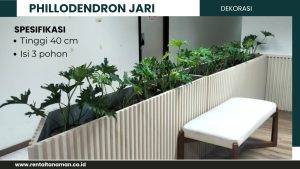 phillodendron jari 50cm