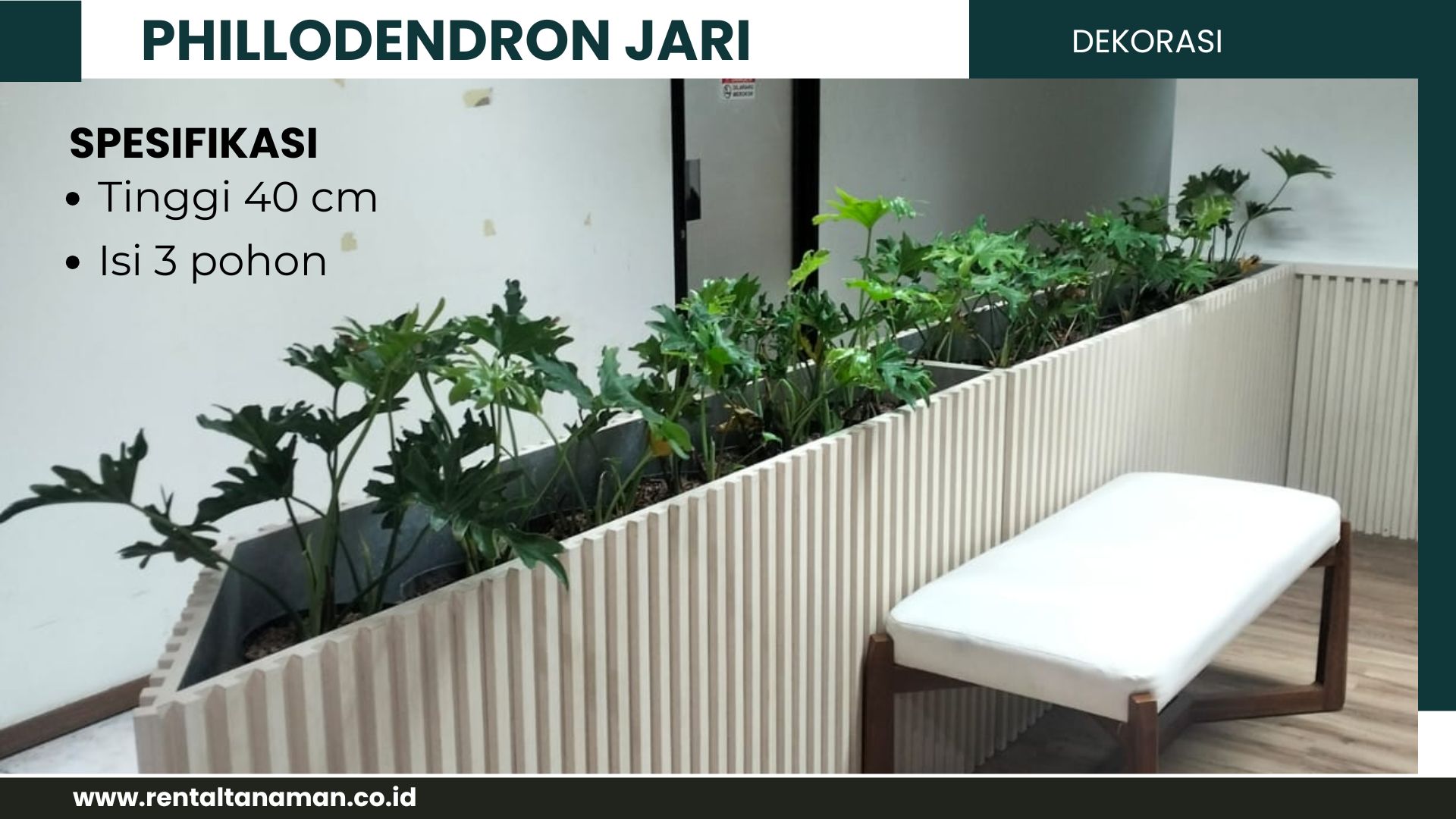PHILLODENDRON JARI 50CM