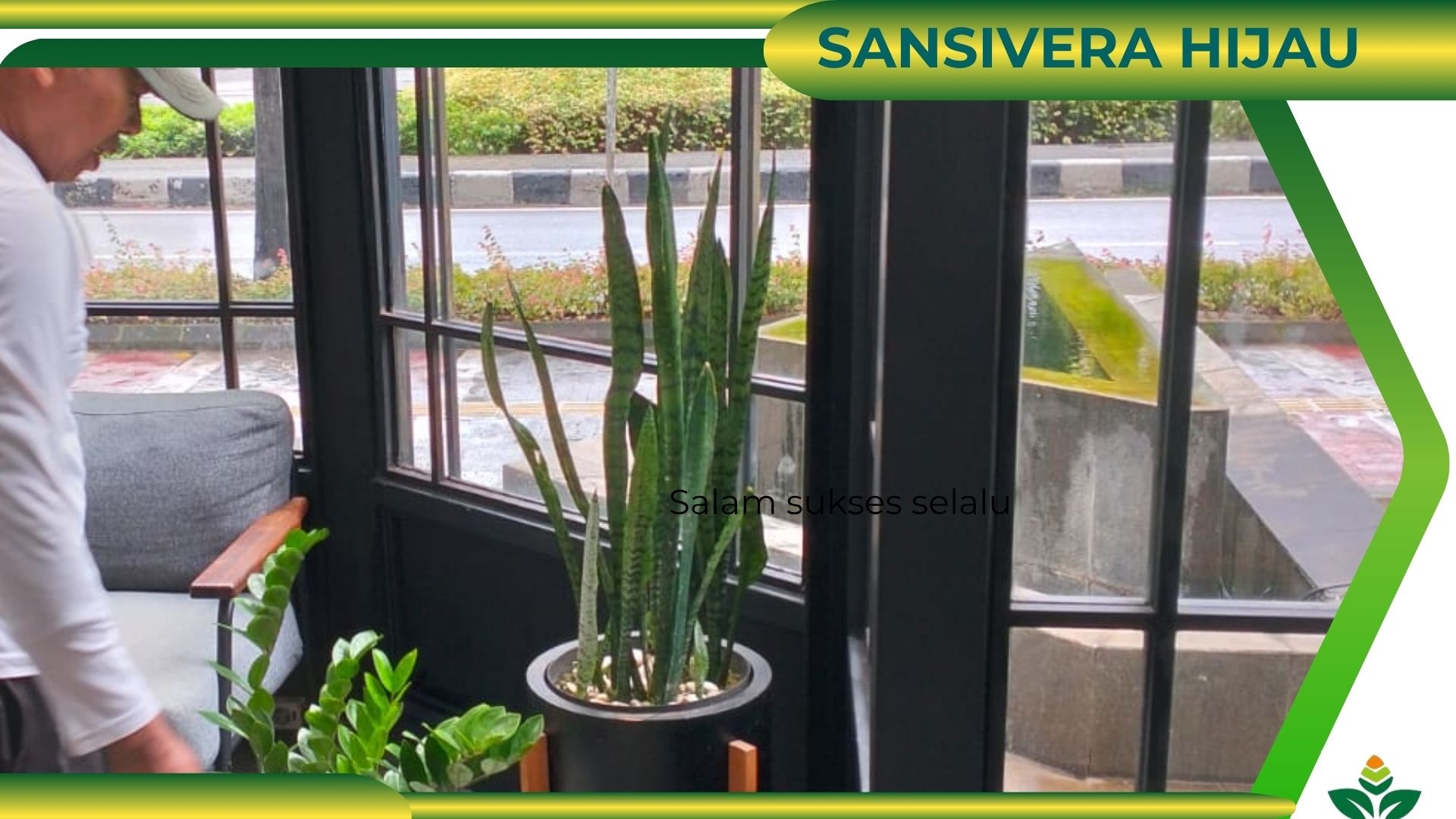 SANSIVERA HIJAU