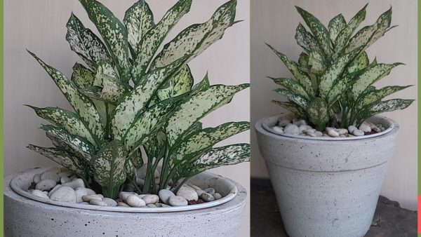aglonema snow white 45cm