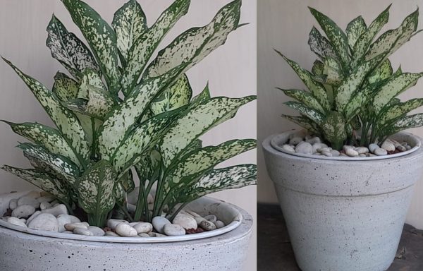 AGLONEMA SNOW WHITE 45CM