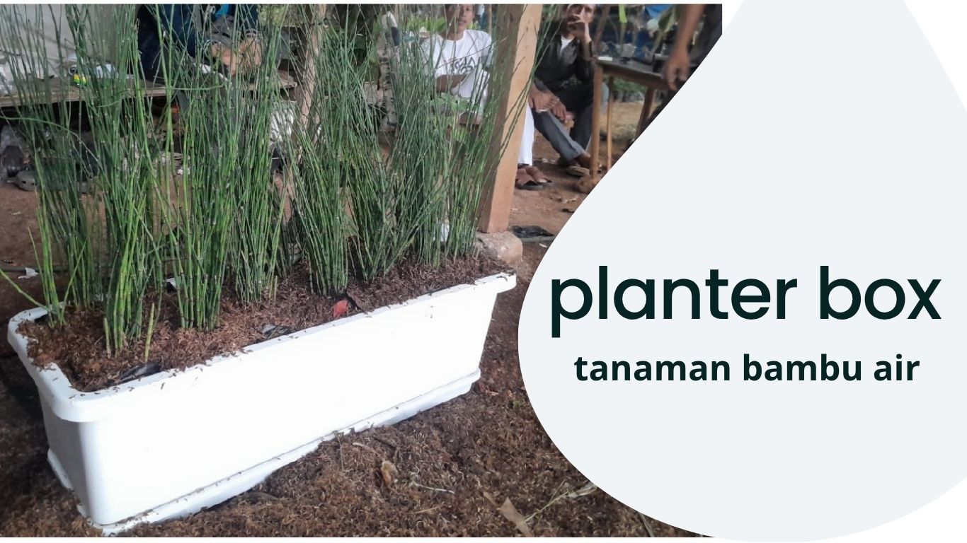 TANAMAN BAMBU AIR