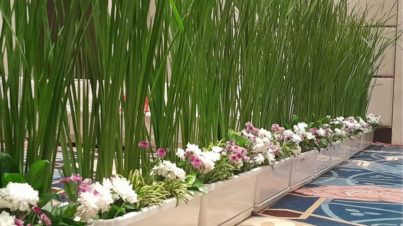 PLANTER BOX TANAMAN WALINI