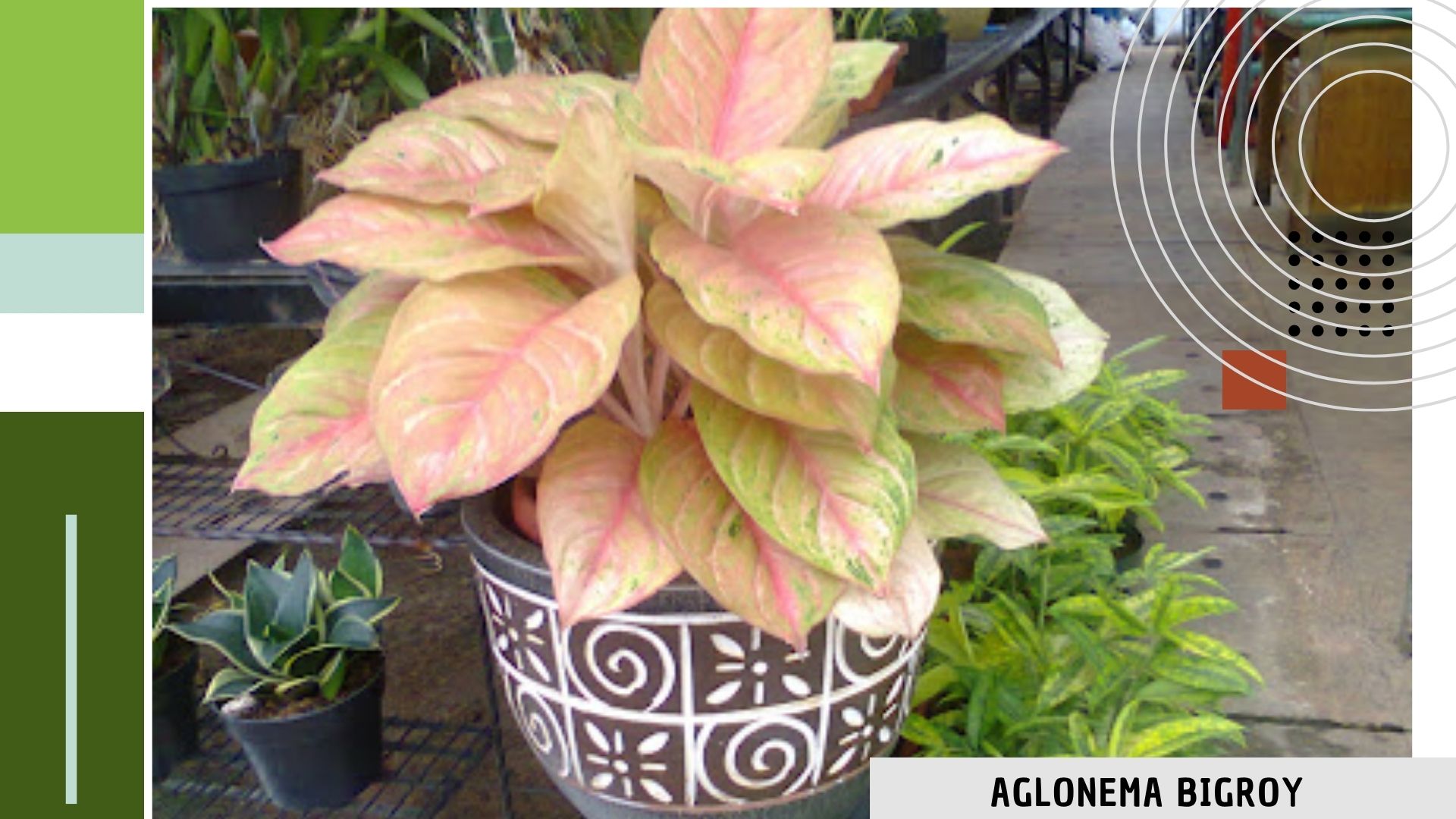 AGLONEMA BIGROY TANAMAN INDOOR