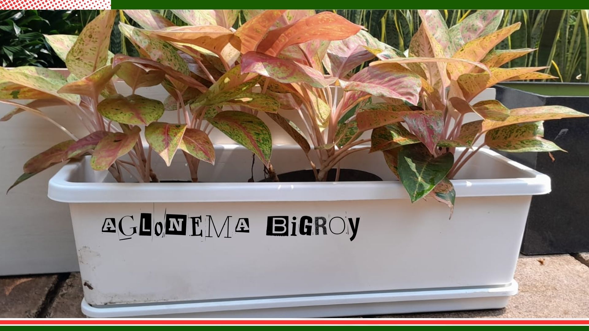 PLANTER BOX AGLONEMA BIGROY