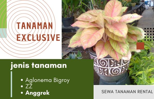 EXCLUSIVE PLANT