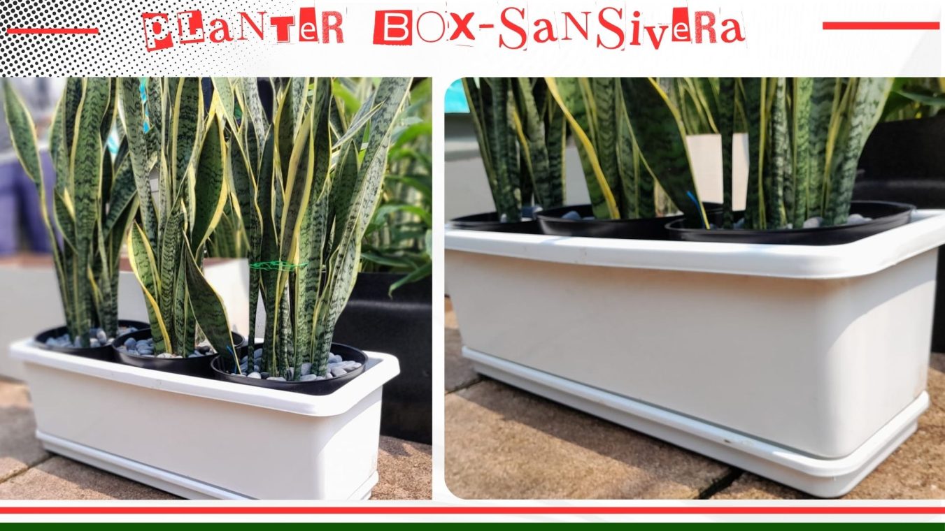 planter box tanaman sansivera