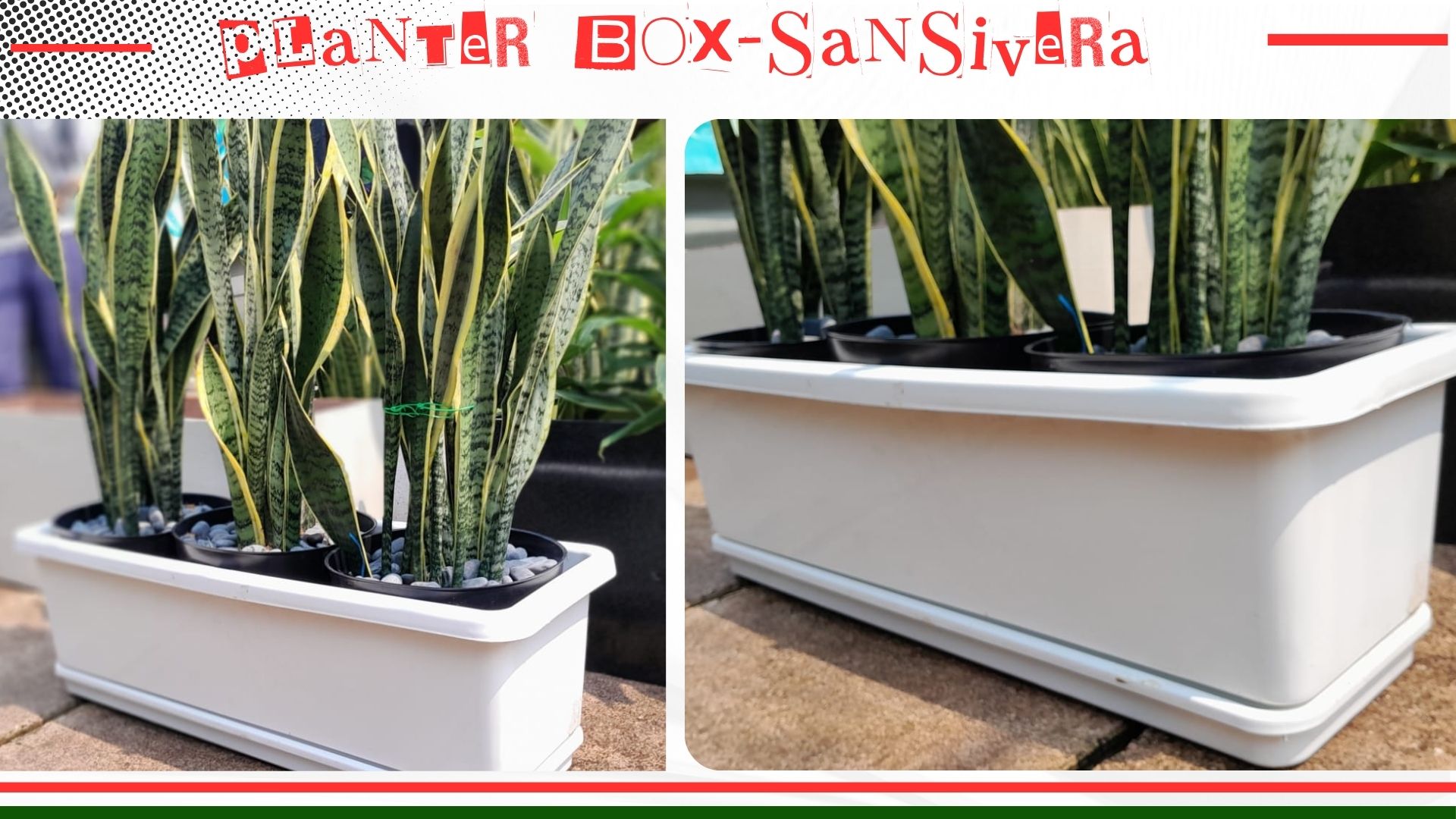 PLANTER BOX SANSIVERA