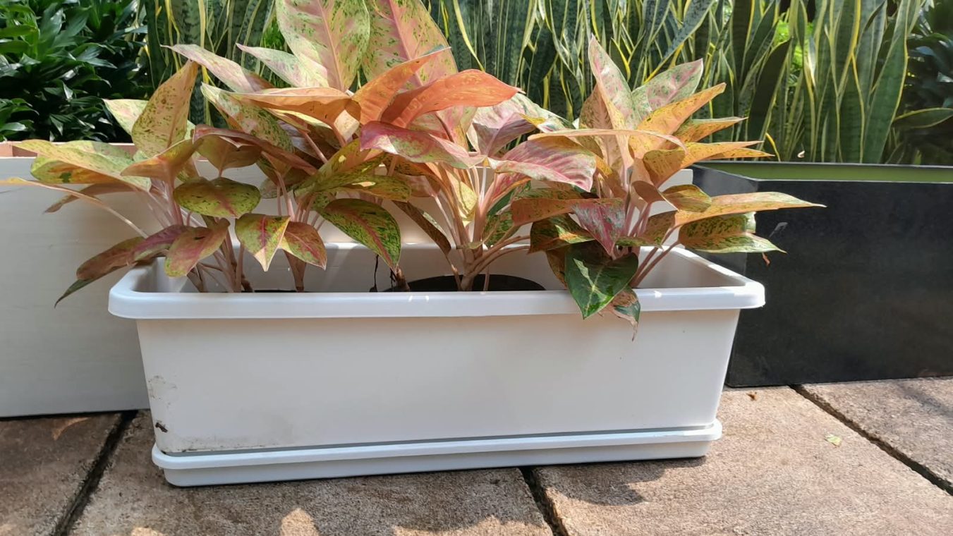 planter putih aglonema bigroy