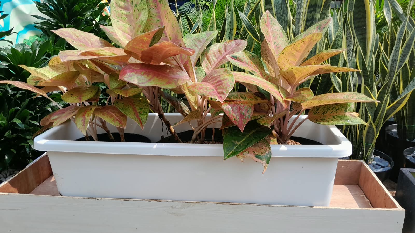 PLANTER PUTIH AGLONEMA BIGROY - Gambar 2