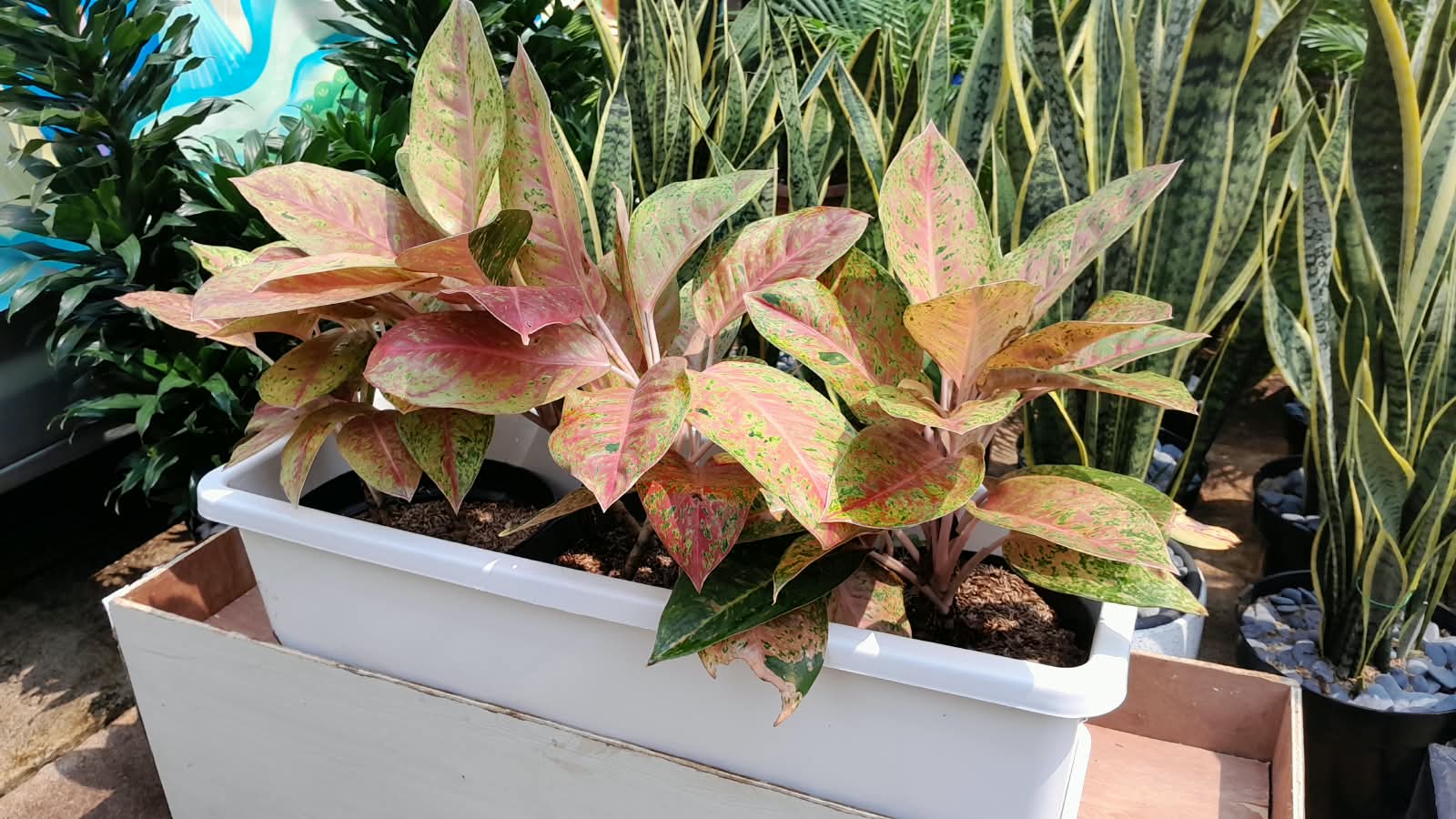 PLANTER PUTIH AGLONEMA BIGROY - Gambar 3