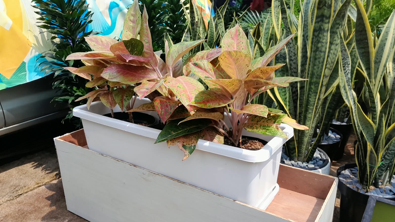 PLANTER PUTIH AGLONEMA BIGROY - Gambar 4