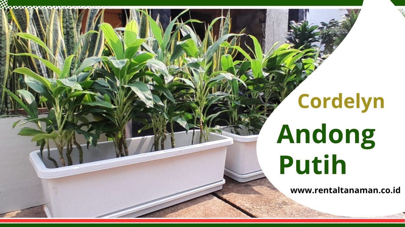 andong putih hangjuang cordyline