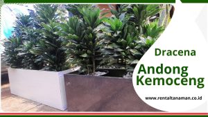 TANAMAN ANDONG KEMOCENG HIJAU