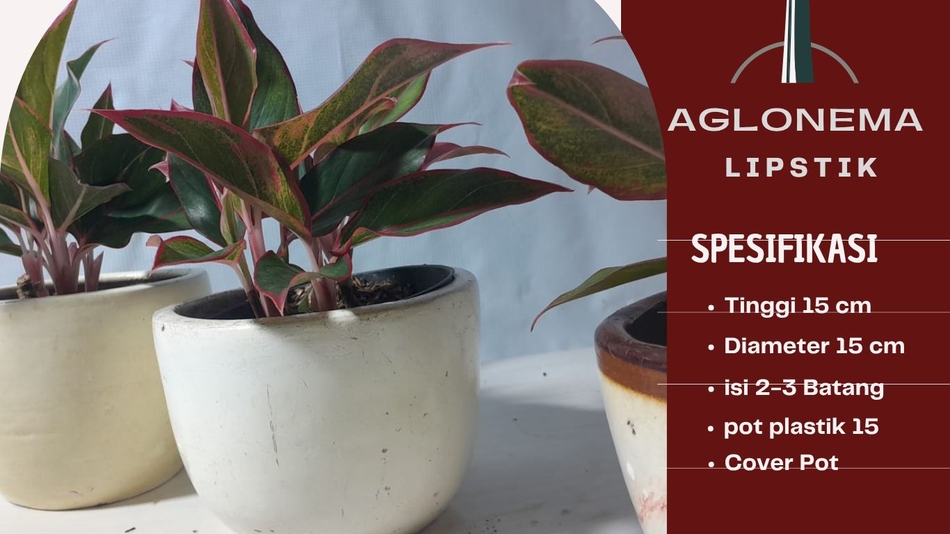 AGLONEMA LIPSTIK TANAMAN INDOOR