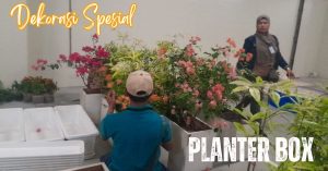 planter box bougenville